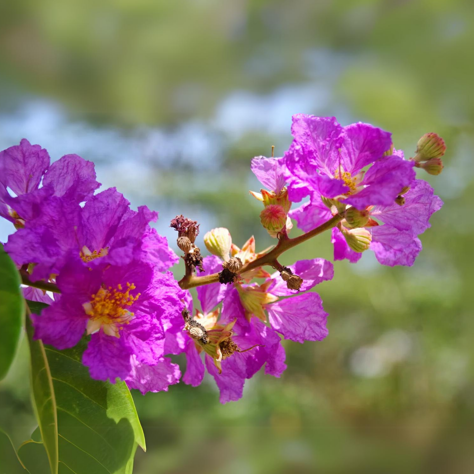 Green Paradise® Legerstomia Pink Lagerstroemia speciosa Queens Crape Myrtle tree Live Sapling Plant