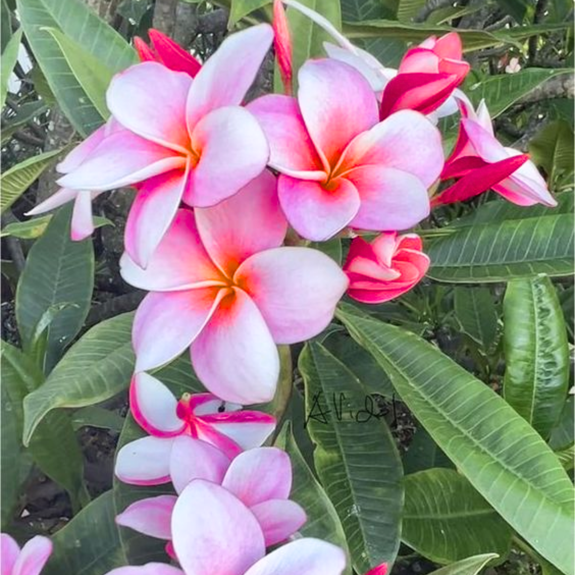 Pink Plumeria Champa live Plant