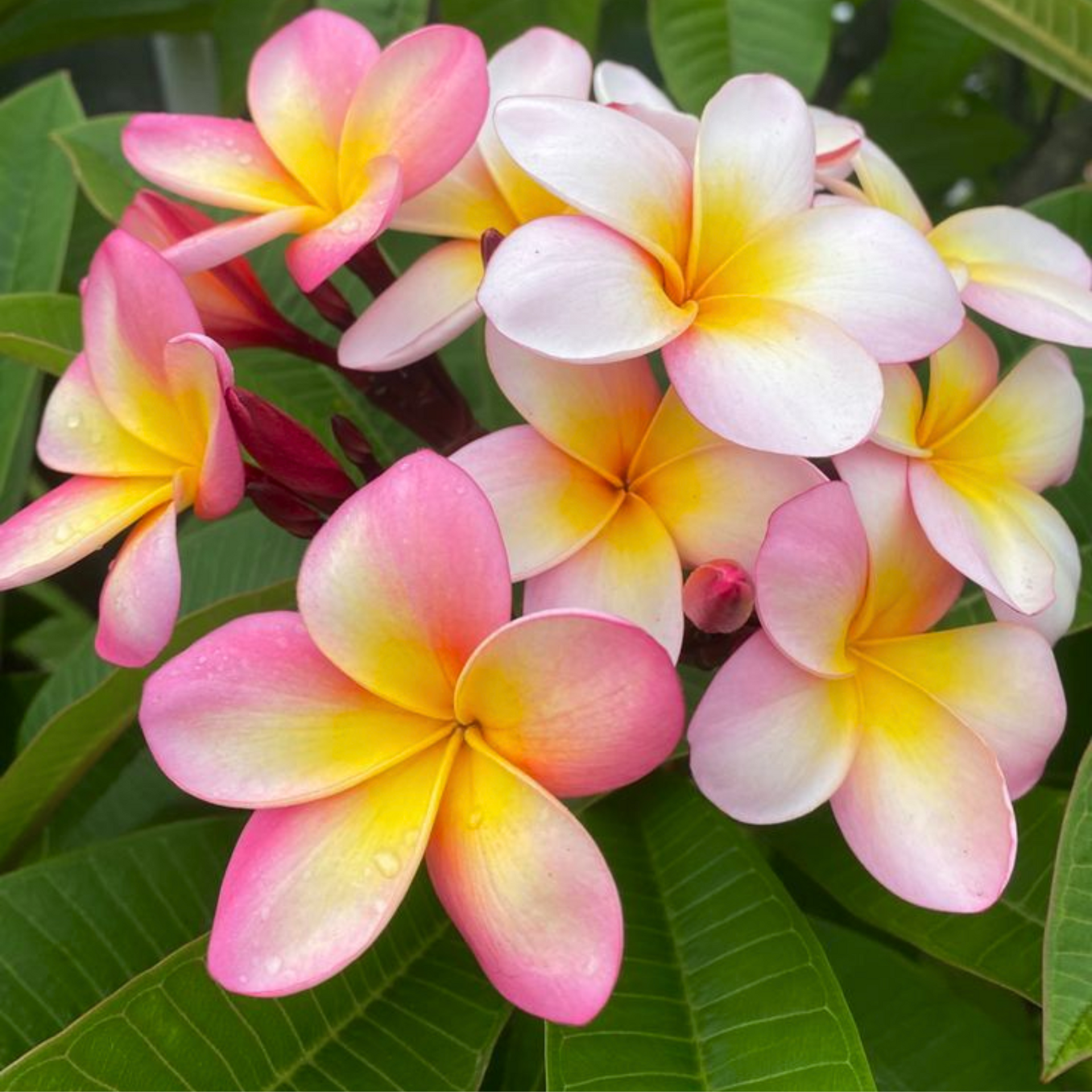 Pink Plumeria Champa live Plant