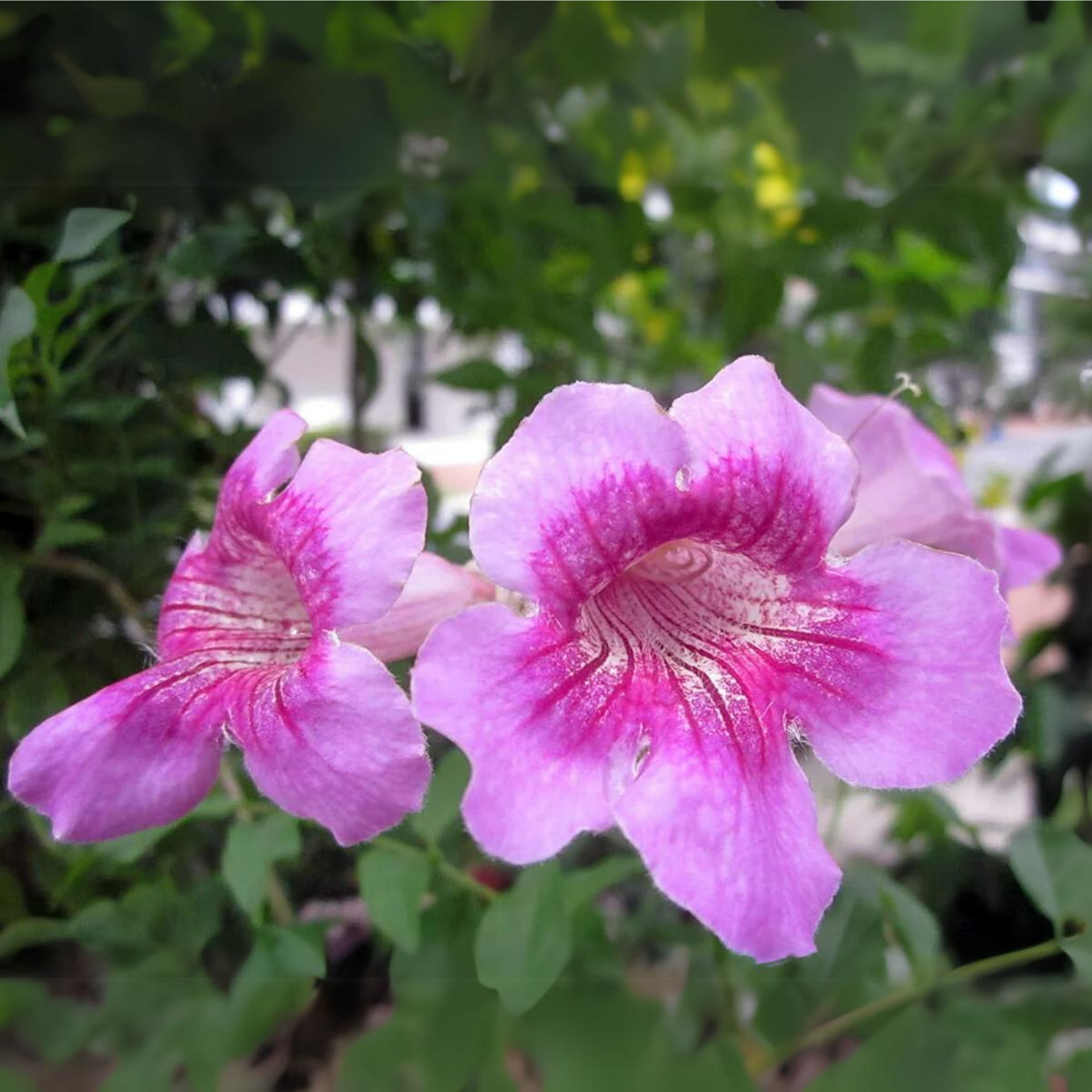 Pink trumpet vine Pink tecoma creeper Live Plant-green paradise live