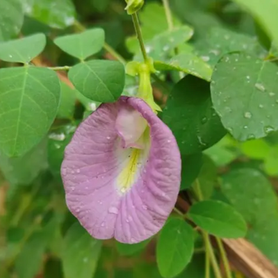 Green Paradise® Pink Aparajita Plant The Elegant Climbing Beauty for Your Garden