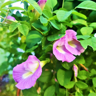 Green Paradise® Pink Aparajita Plant The Elegant Climbing Beauty for Your Garden