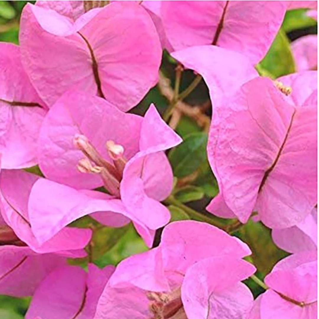 Bouganvillea Singapore Baby Pink thronless Flowering Plant