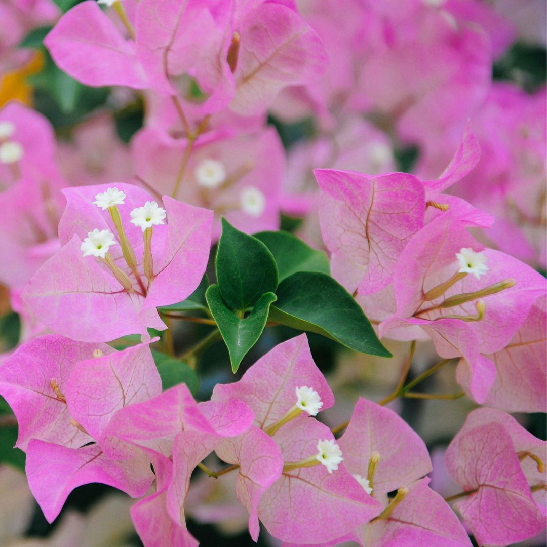 Bouganvillea Singapore Baby Pink thronless Flowering Plant