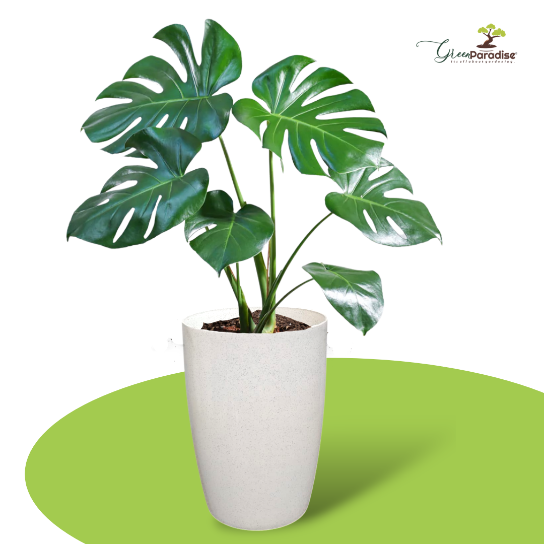 Green Paradise® Premium Plastic Pots Durable, Stylish & Lightweight Planters for Home & Garden