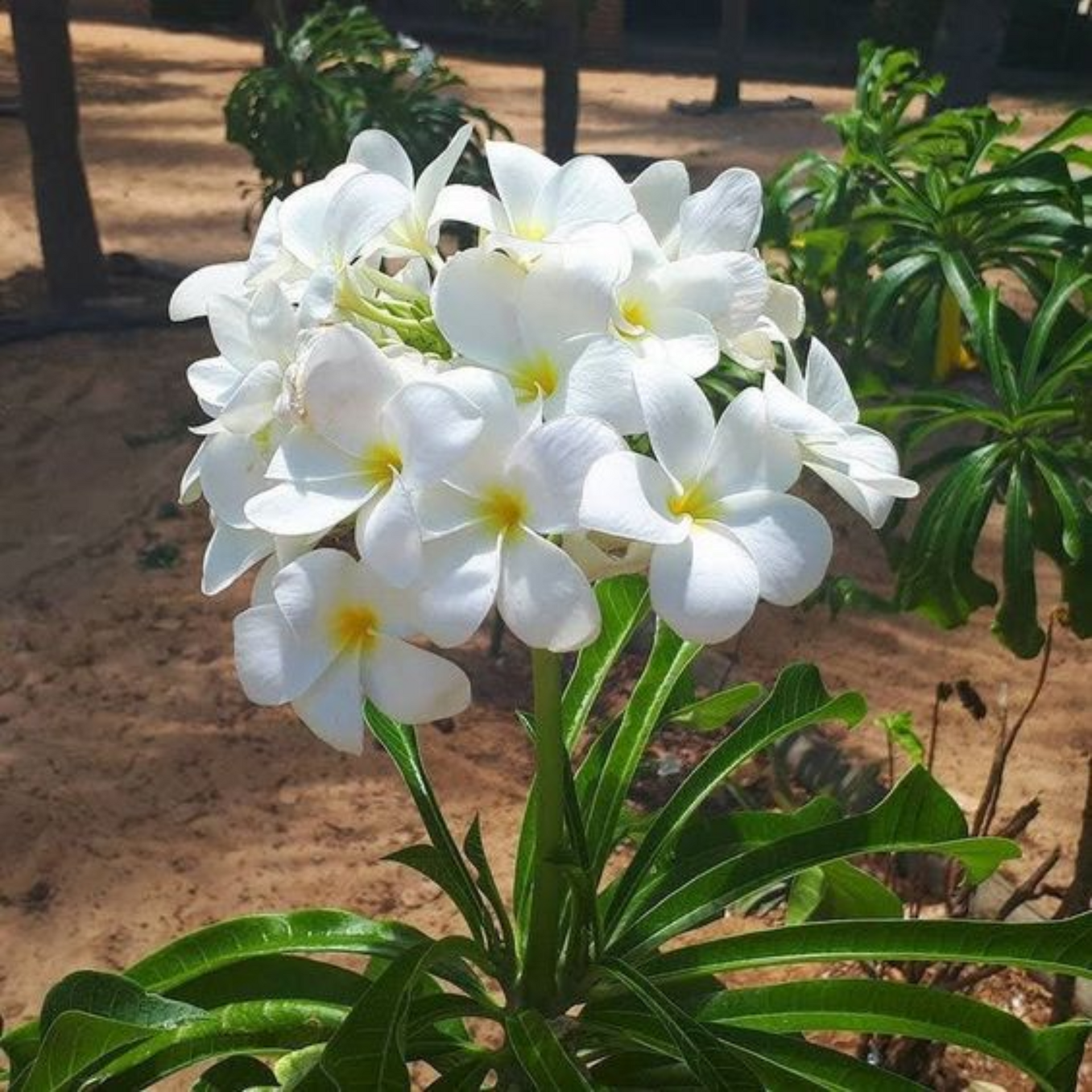 Plumeria Pudica Live Plant