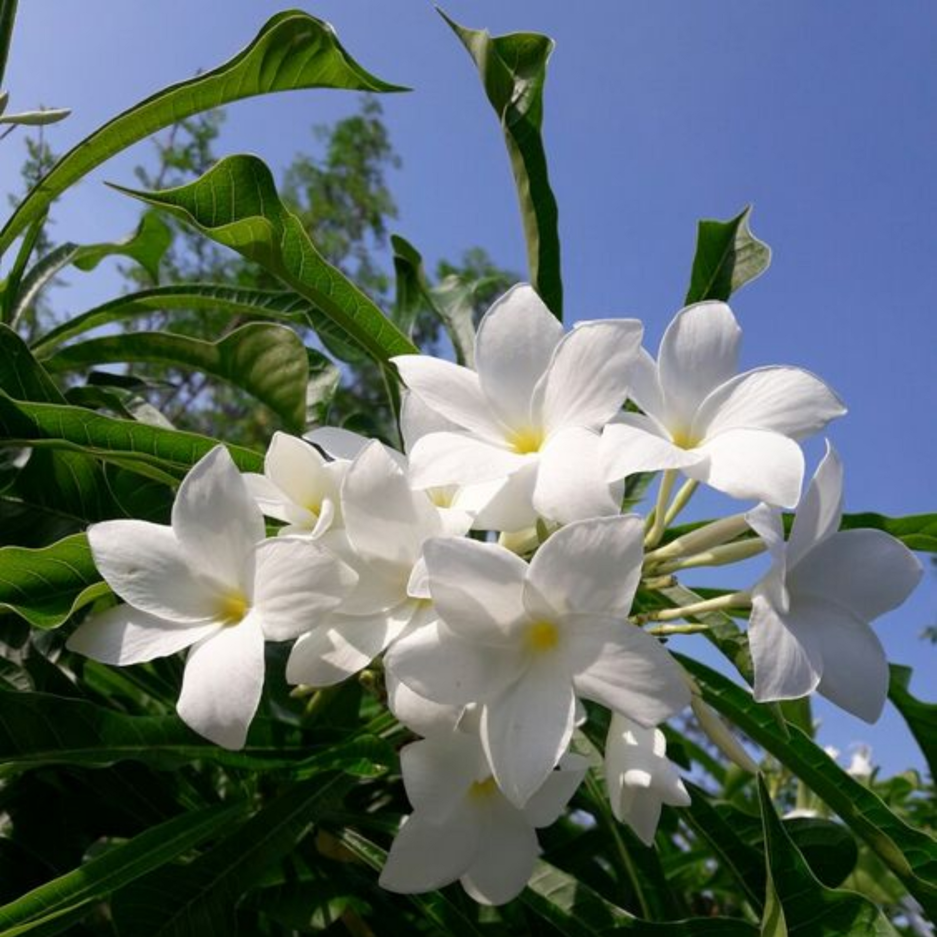 Plumeria Pudica Live Plant