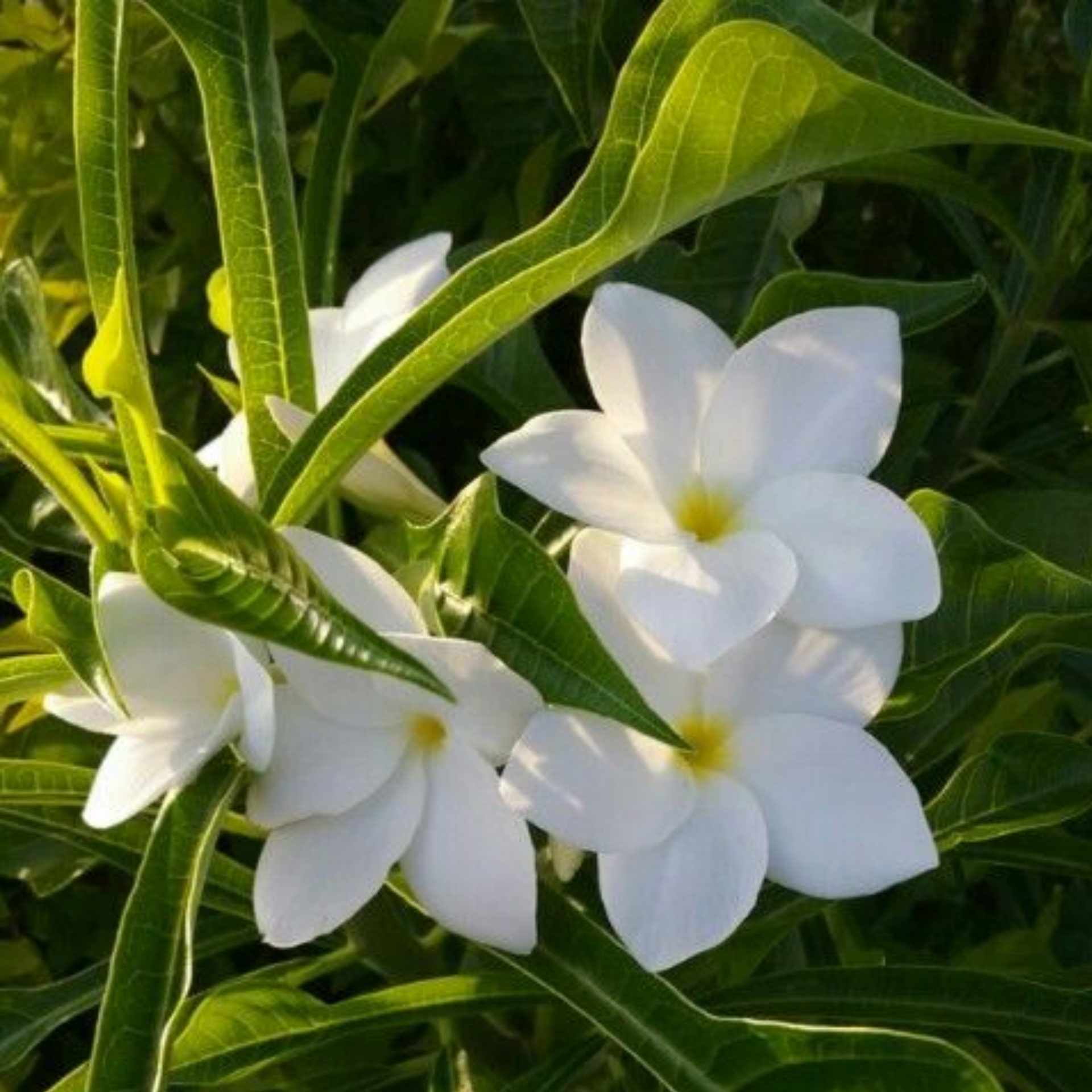 Plumeria Pudica Live Plant