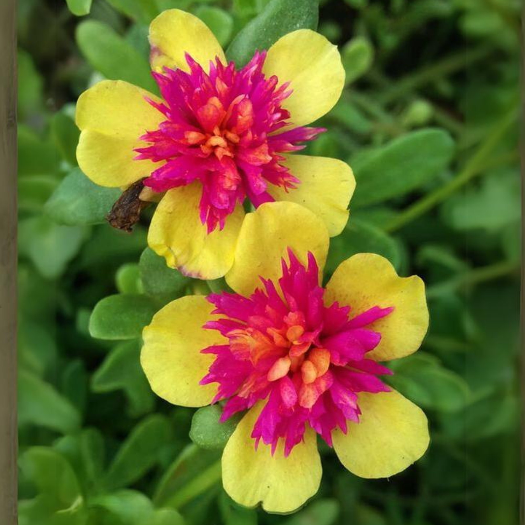 Portulaca oleracea New ColorBlast Double Yellow petals with pink center Lovely Live Plant