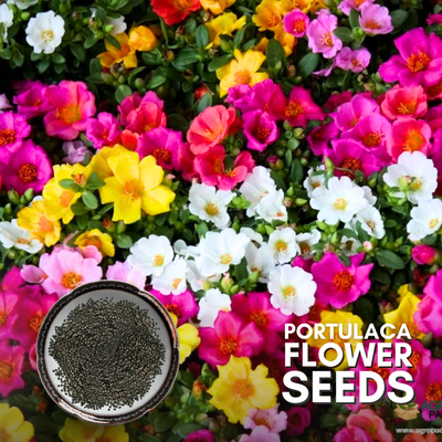 Green Paradise® Portulaca Hybrid Seeds Pack