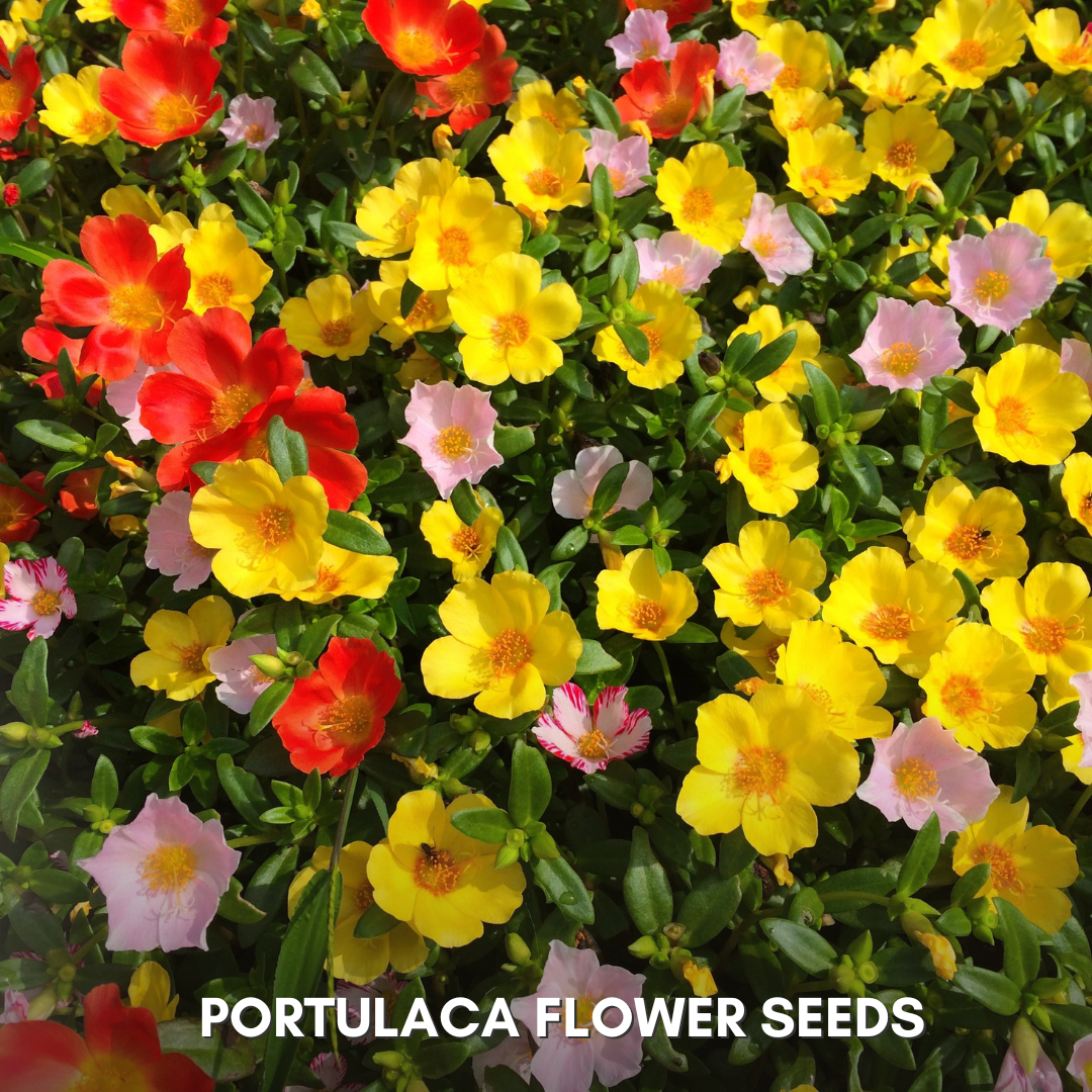 Green Paradise® Portulaca Hybrid Seeds Pack