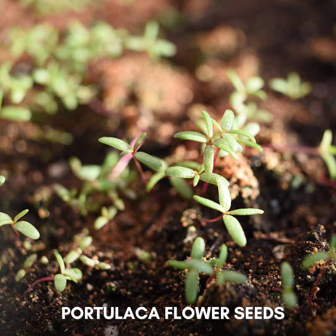 Green Paradise® Portulaca Hybrid Seeds Pack