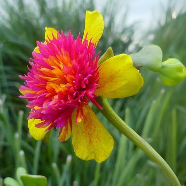 Portulaca oleracea New ColorBlast Double Yellow petals with pink center Lovely Live Plant