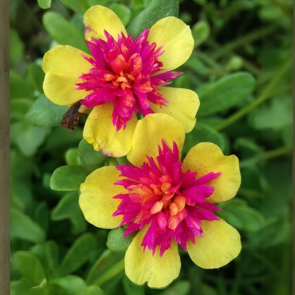 Portulaca oleracea New ColorBlast Double Yellow petals with pink center Lovely Live Plant