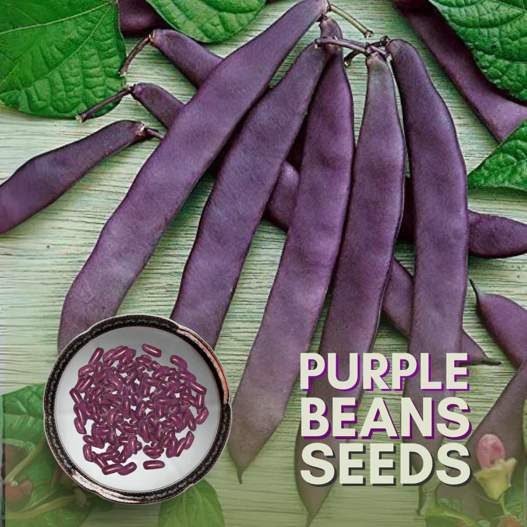 Green Paradise® Purple Beans Seeds Pack