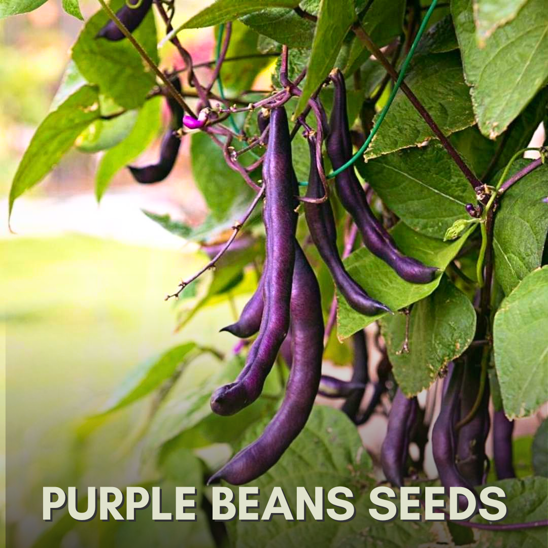 Green Paradise® Purple Beans Seeds Pack