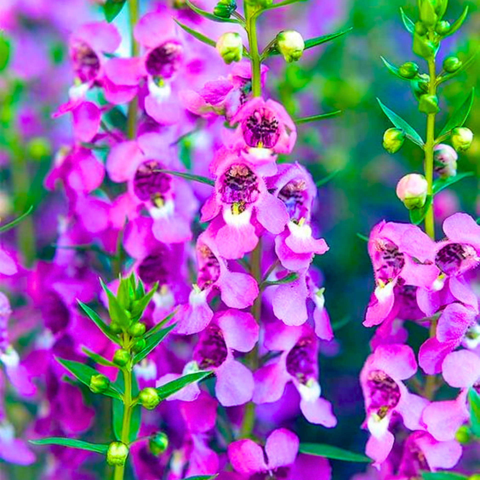 Angelonia purple flower live healthy plant