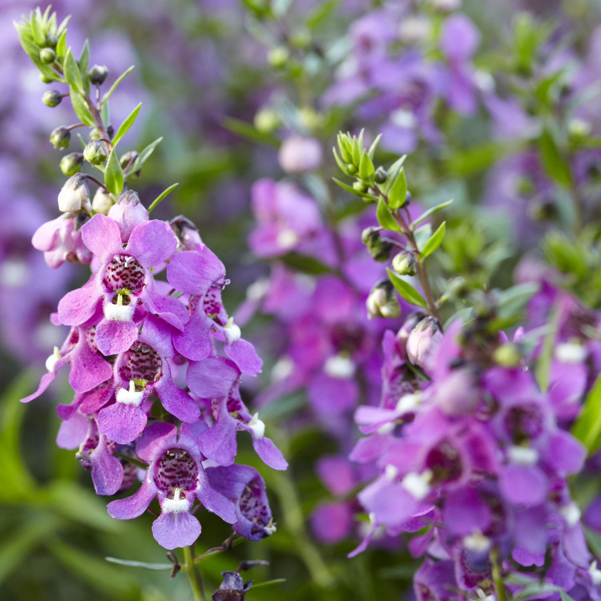 Angelonia purple flower live healthy plant