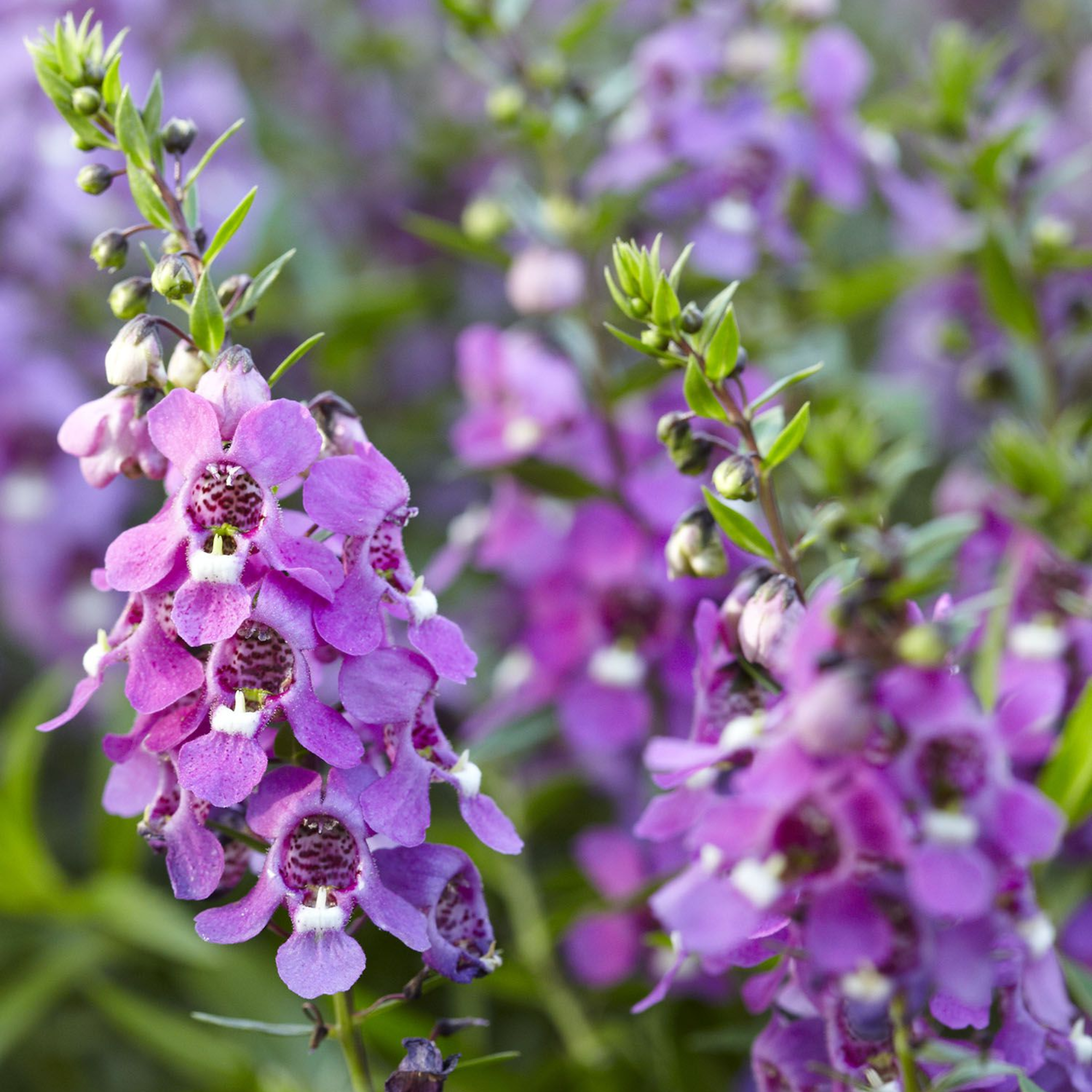 Angelonia purple flower live healthy plant