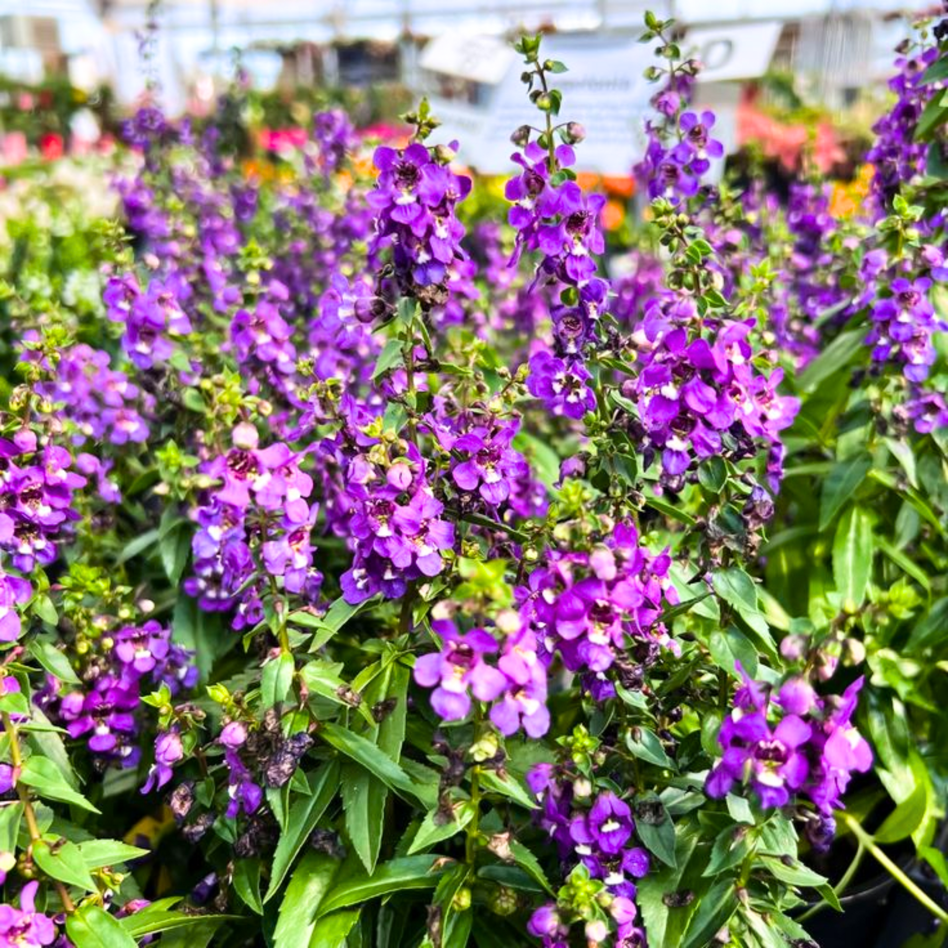 Angelonia purple flower live healthy plant