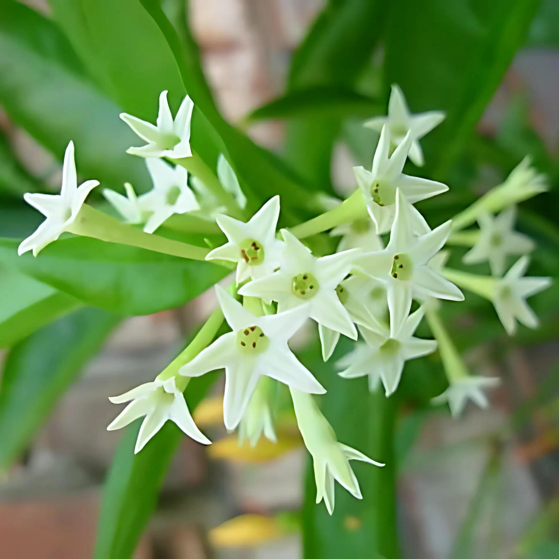 Raat Ki Rani/Night Blooming Jasmine Beautiful Flower Plant