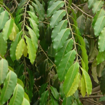 Putranjiva Live Herbal Plant Medicinal Plant Suitable for Bonsai Sapling Plant