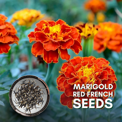Green Paradise® Marigold Red French F1 Seeds Pack