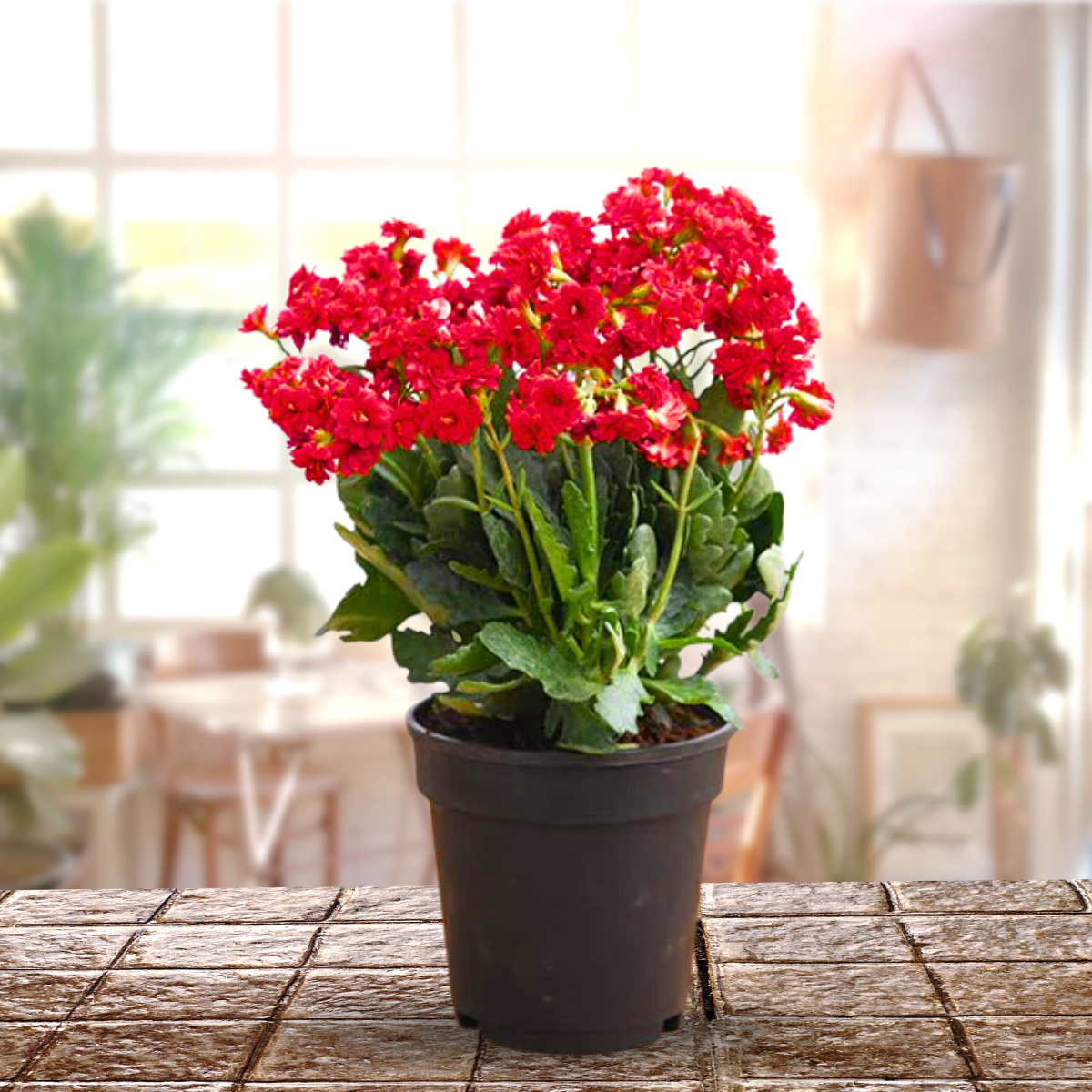 Green Paradise® Red Kalanchoe Plant with Pot