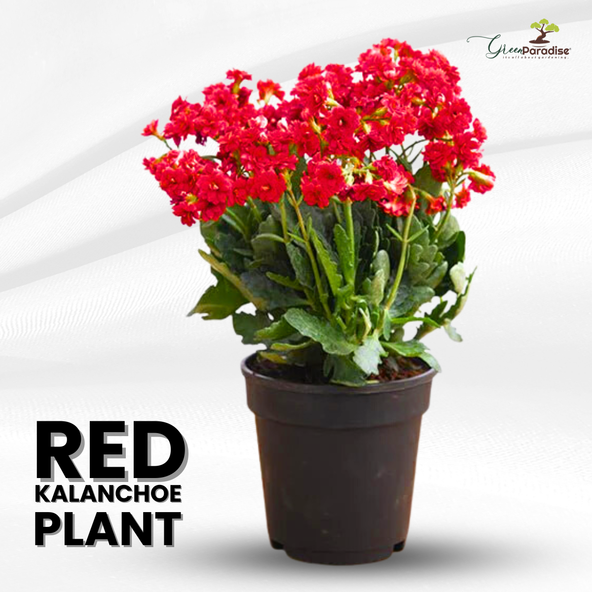 Green Paradise® Red Kalanchoe Plant with Pot