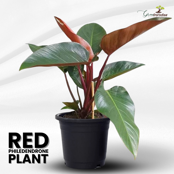 Red Philodendron live Plant Indoor Money Plant for Good luck
