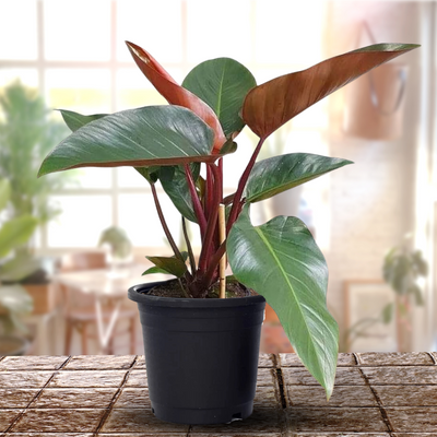 Red Philodendron live Plant Indoor Money Plant for Good luck