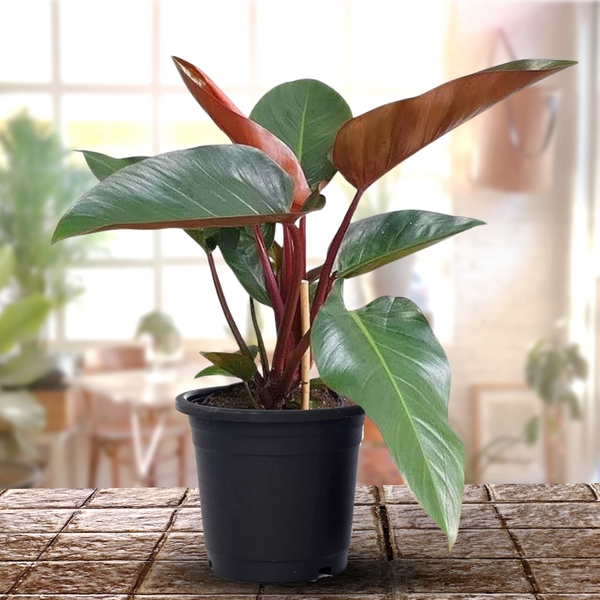Red Philodendron live Plant Indoor Money Plant for Good luck
