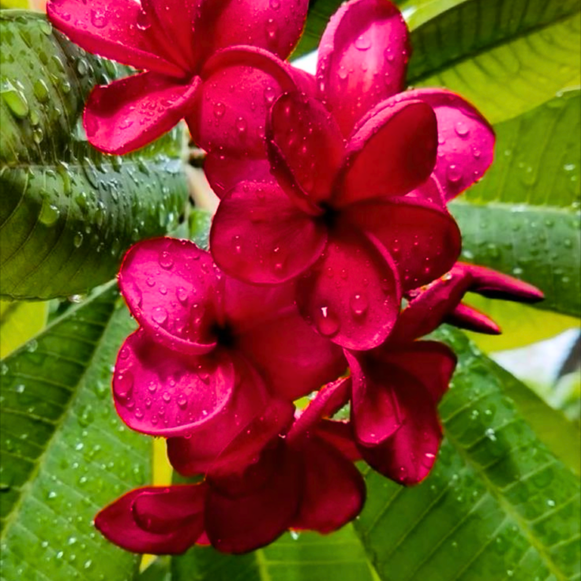 Green Paradise Red Plumeria Live Red frangipani Live Red Champa Plant