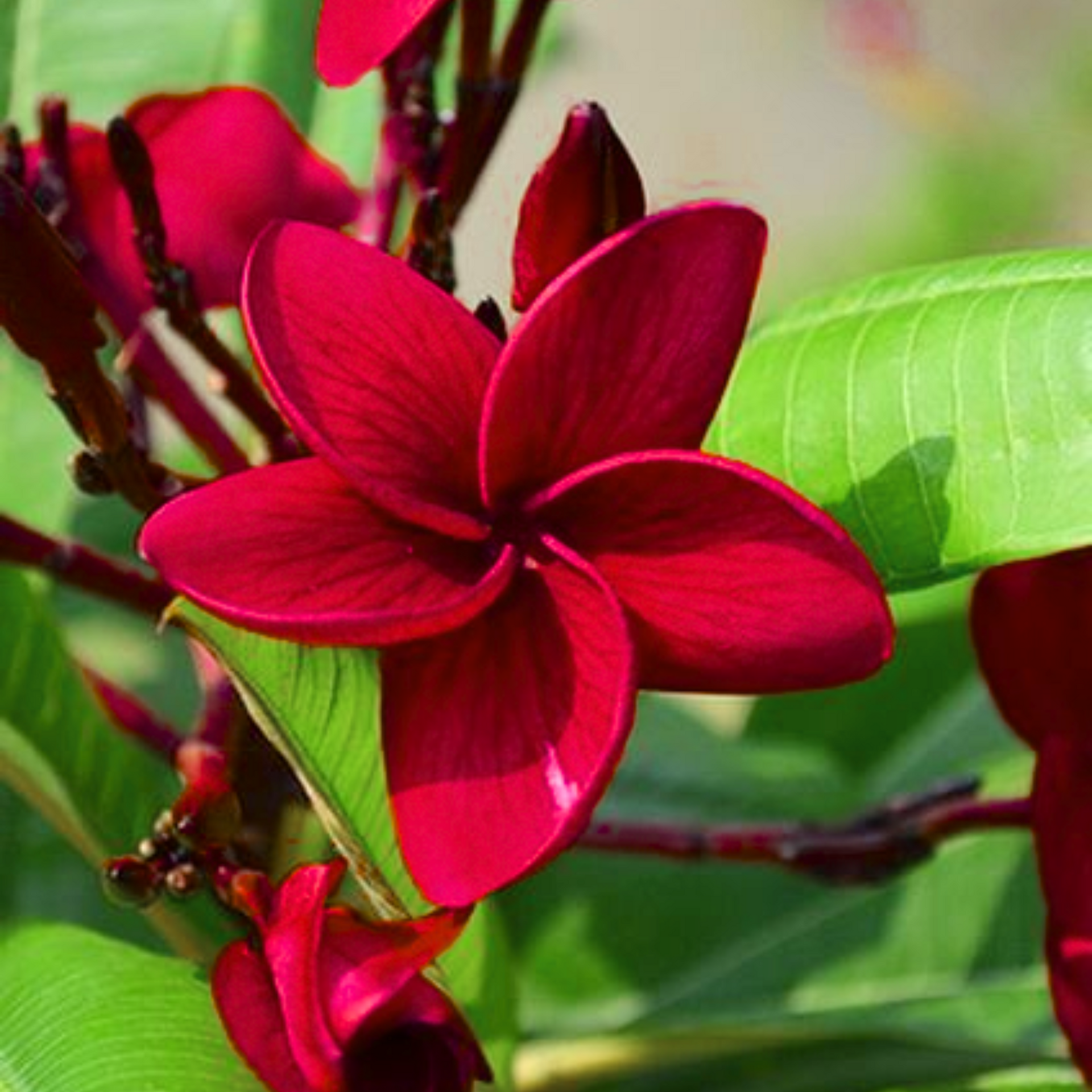 Green Paradise Red Plumeria Live Red frangipani Live Red Champa Plant