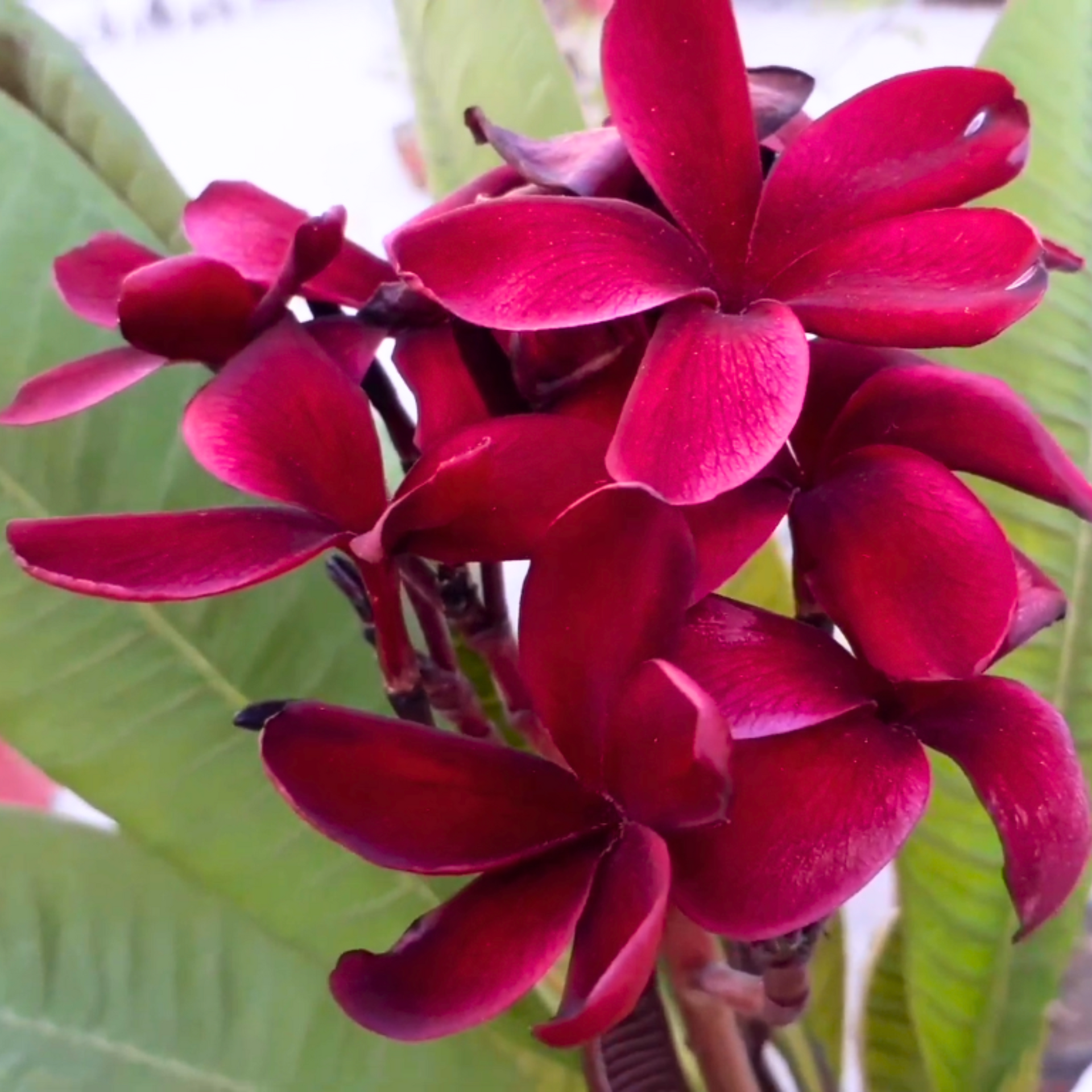 Green Paradise Red Plumeria Live Red frangipani Live Red Champa Plant