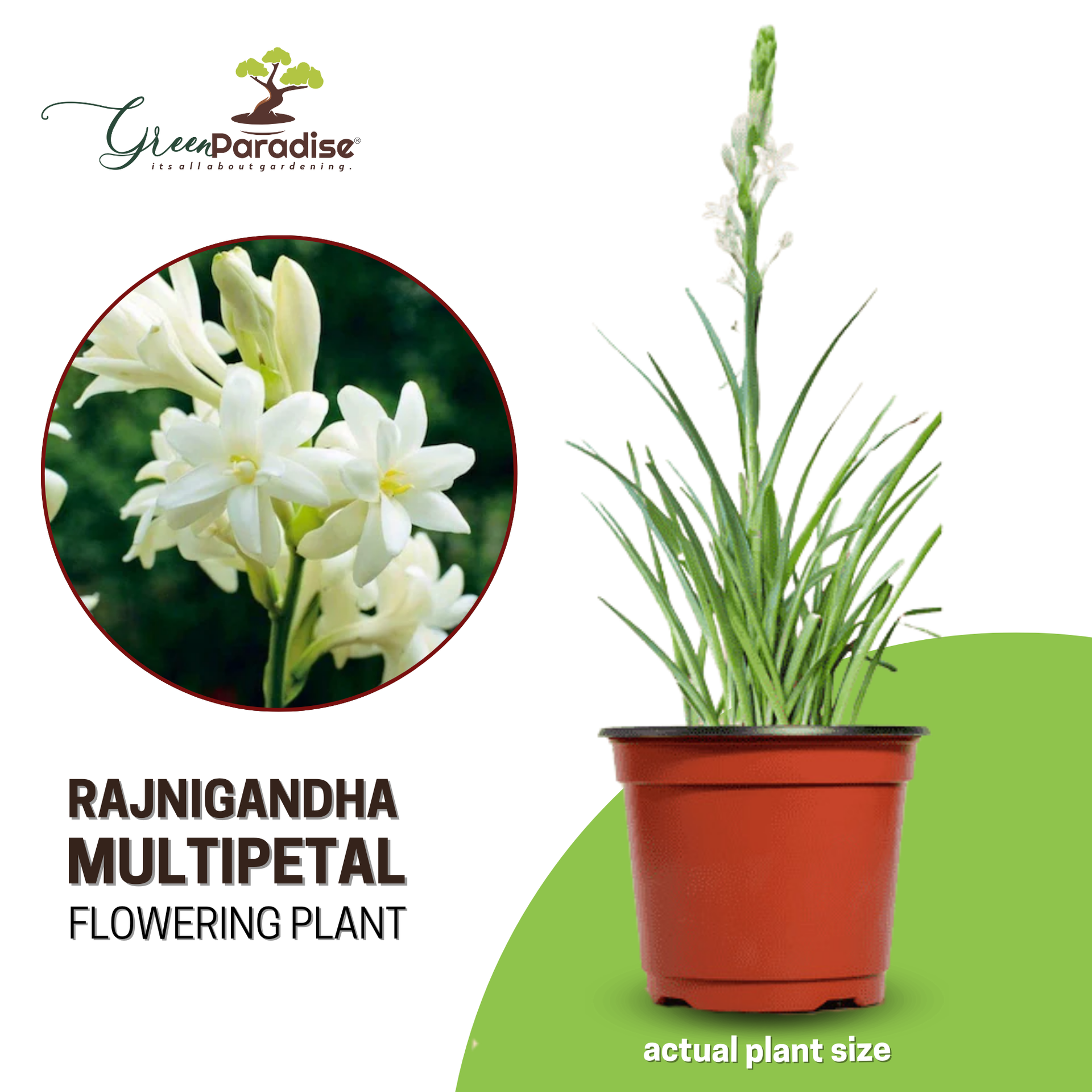 Green Paradise® Rajnighandha Multipetals Polianthes Tuberosa Live Plant With Pot