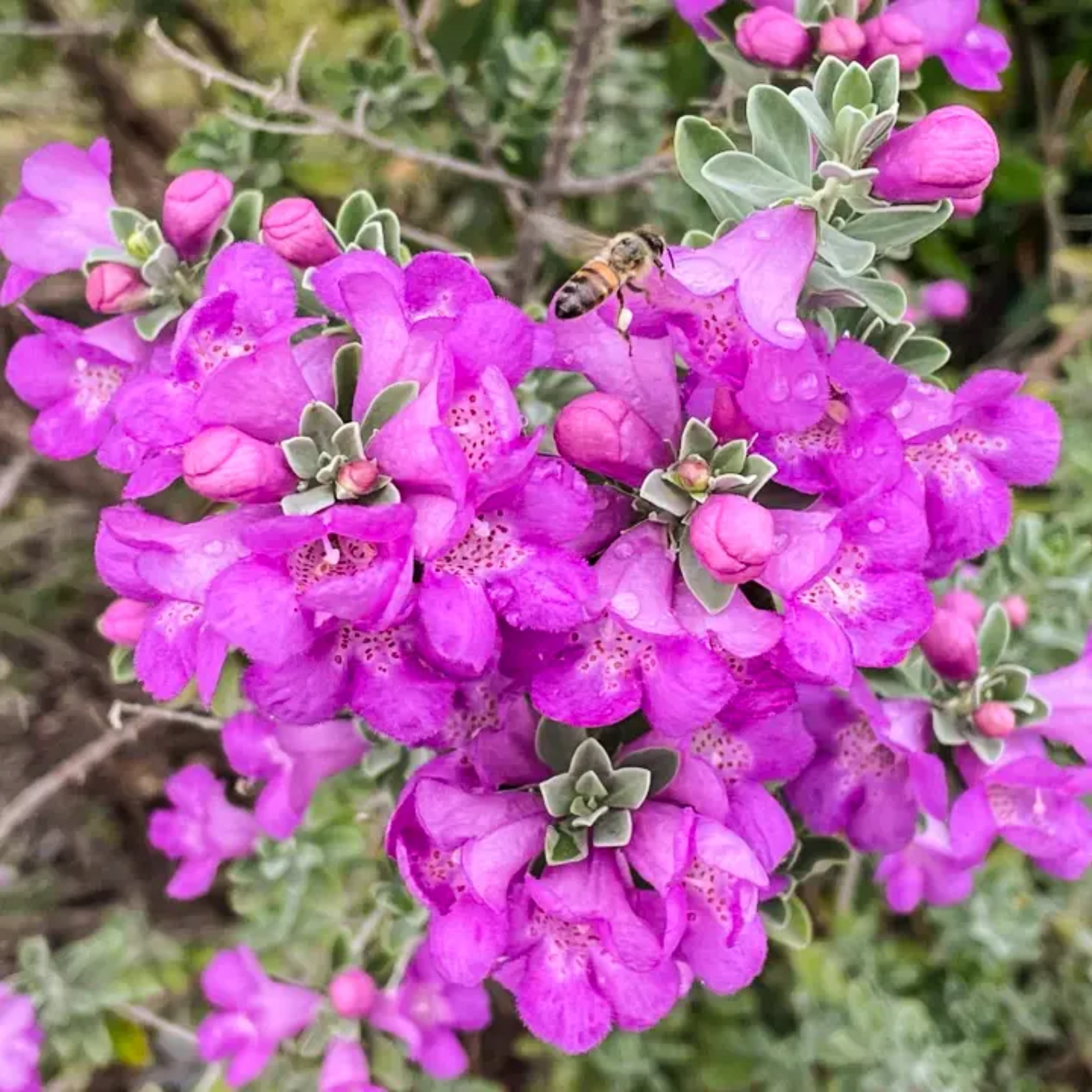 Nikotia Leucophyllum Texas Sage Live Plant