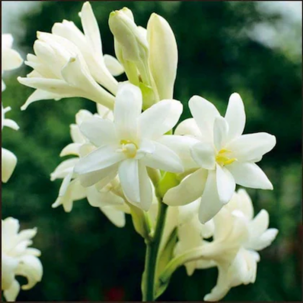 Green Paradise® Rajnighandha Multipetals Polianthes Tuberosa Live Plant