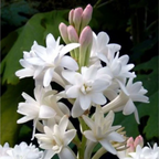 Green Paradise® Rajnighandha Multipetals Polianthes Tuberosa Live Plant
