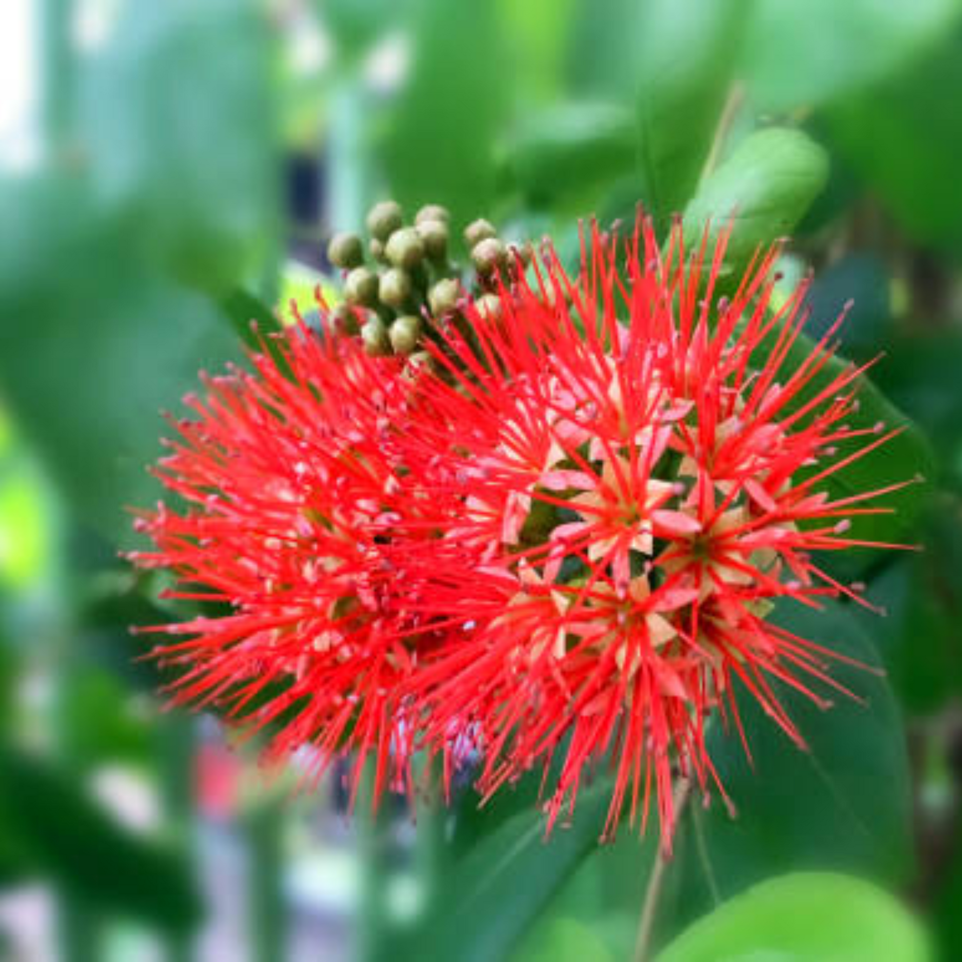 new Rare Combretum constrictum red ball flowers live plant