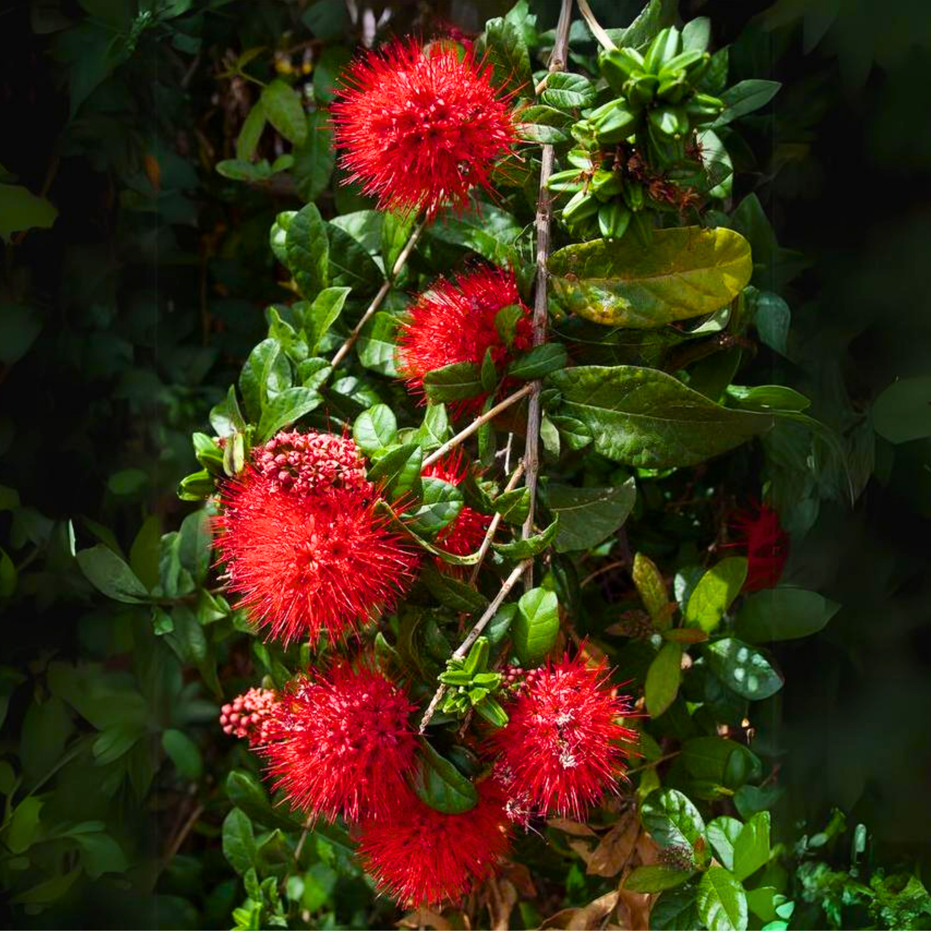 new Rare Combretum constrictum red ball flowers live plant