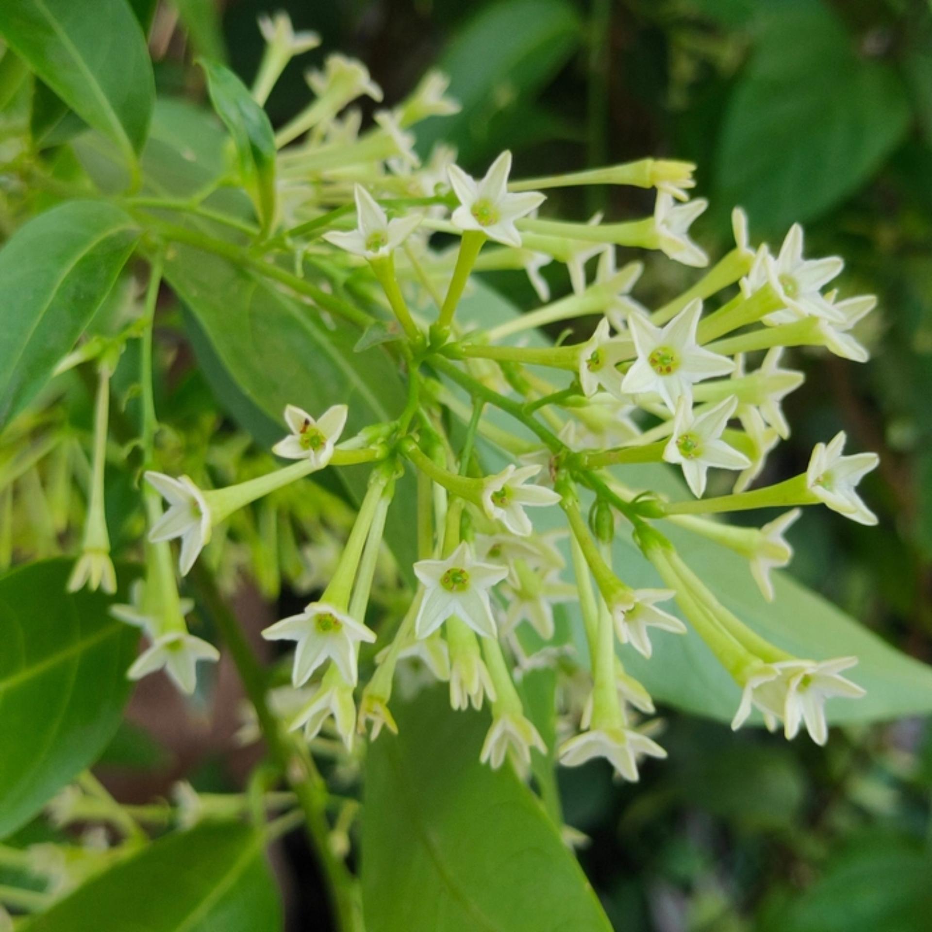 Raat Ki Rani/Night Blooming Jasmine Beautiful Flower Plant