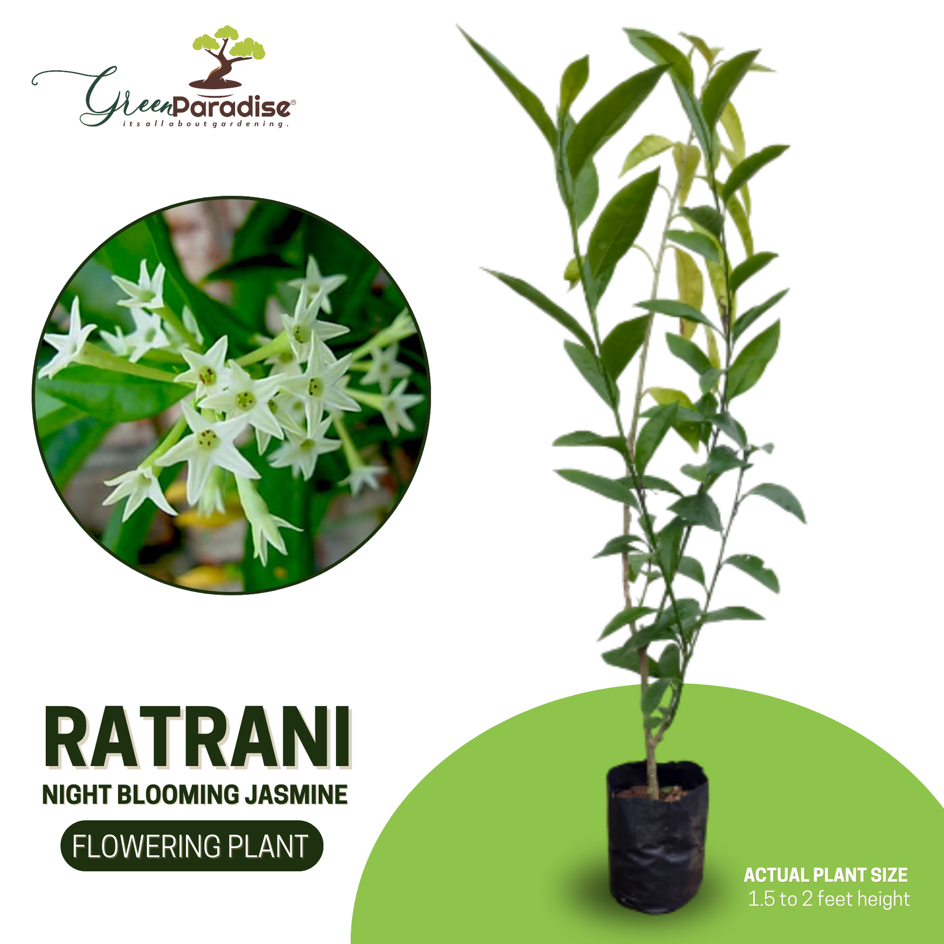 Raat Ki Rani/Night Blooming Jasmine Beautiful Flower Plant