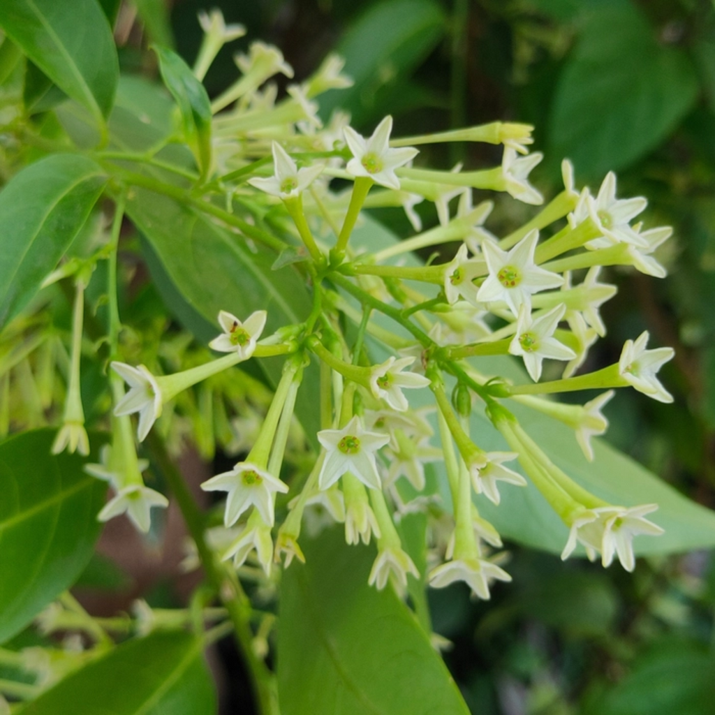 Live Coral Jasmine Night Flowering Parijat harshringar Plant and Ratrani Nigh Queen Live Plant( set of 2 Plants 1 of Each )