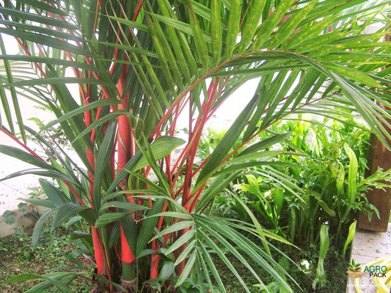 Green Paradise Red Palm Plant Cyrtostachys renda Live Plant