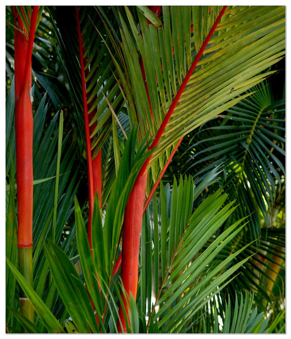 Green Paradise Red Palm Plant Cyrtostachys renda Live Plant
