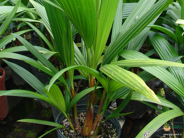 Green Paradise Red Palm Plant Cyrtostachys renda Live Plant