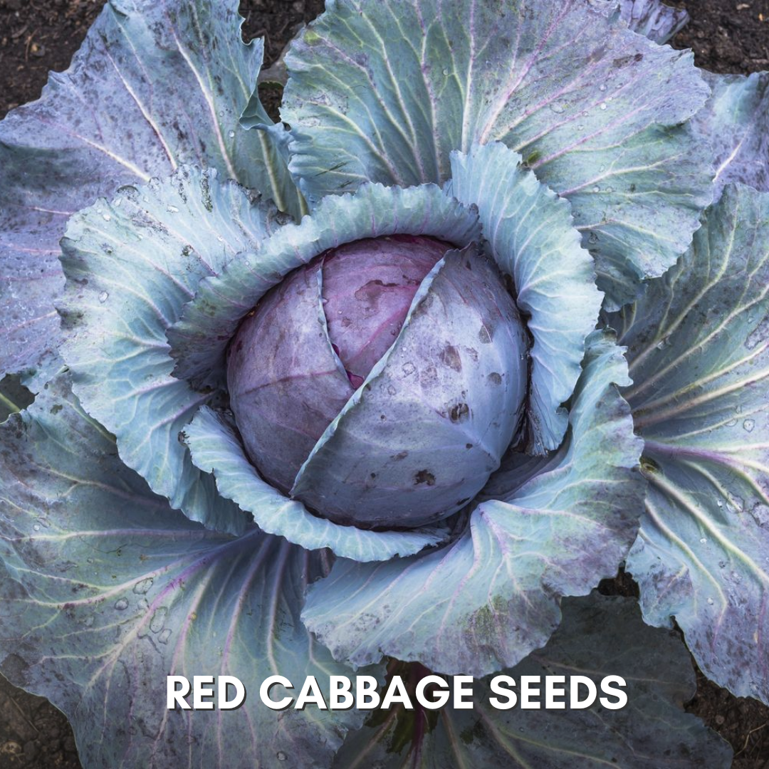 Green Paradise® Red Cabbage F1 Hybrid Seeds Pack