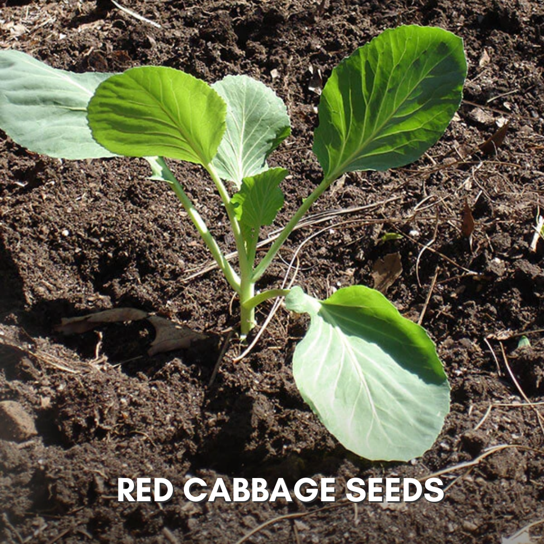 Green Paradise® Red Cabbage F1 Hybrid Seeds Pack