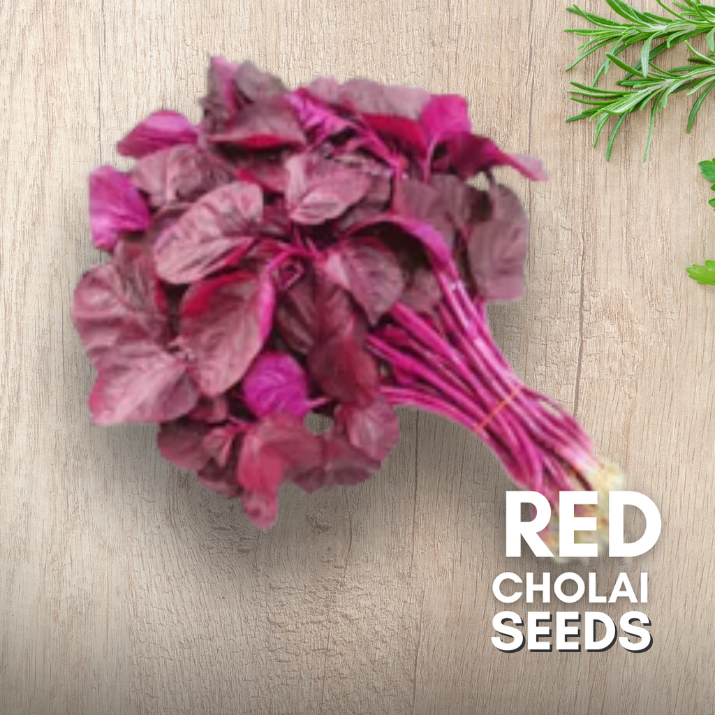 Green Paradise® Red Cholai F1 Hybrid Seeds Pack
